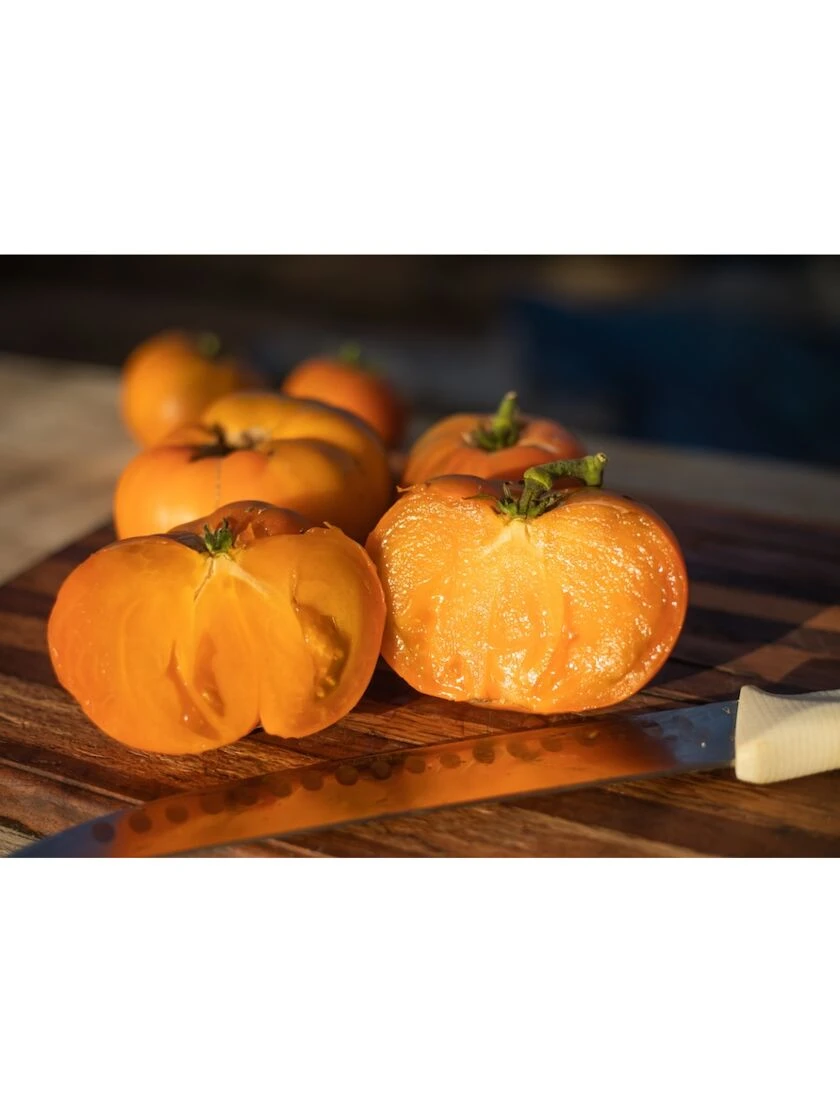 Dwarf Tomato, Uluru Ochre Organic Seeds