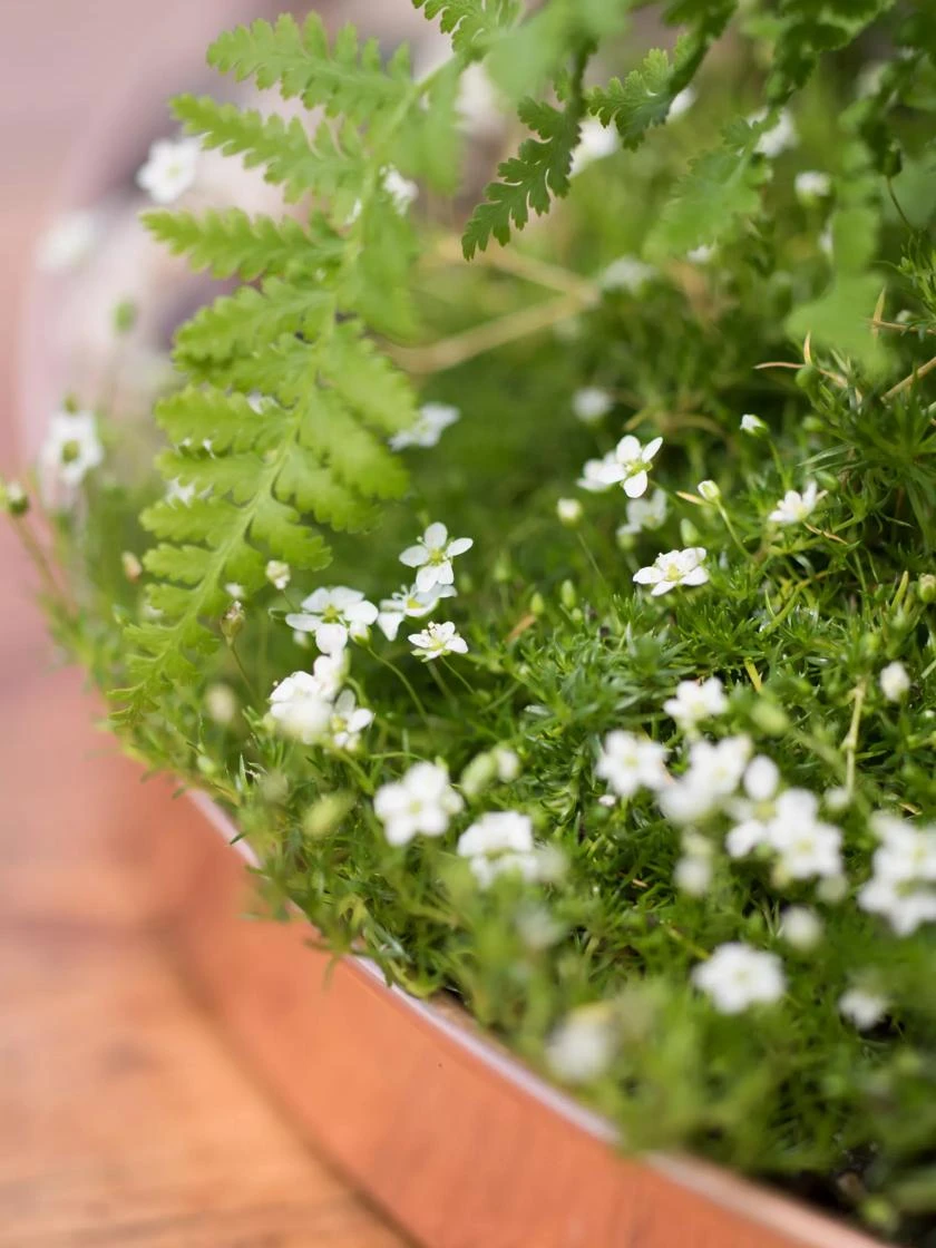 Large Round Copper Plant Tray, 14" - Image 2