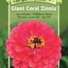 Giant Coral Zinnia Organic Seeds