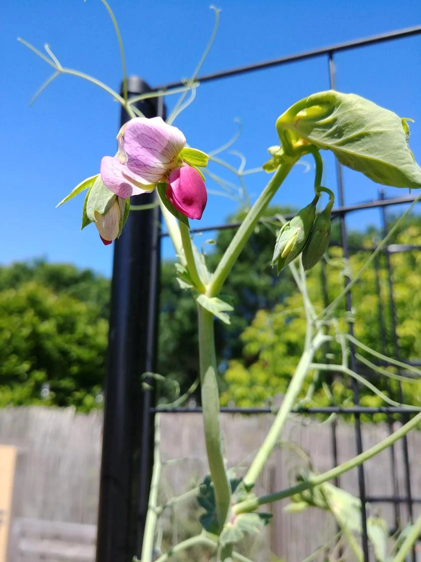 Gardener’s Victory Self-Watering Planter Garden With Vine Trellis - Image 7