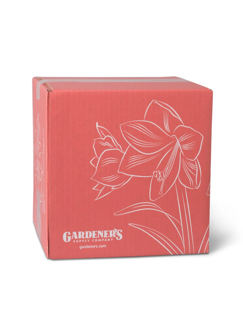 Amaryllis Planting Kit - Image 5