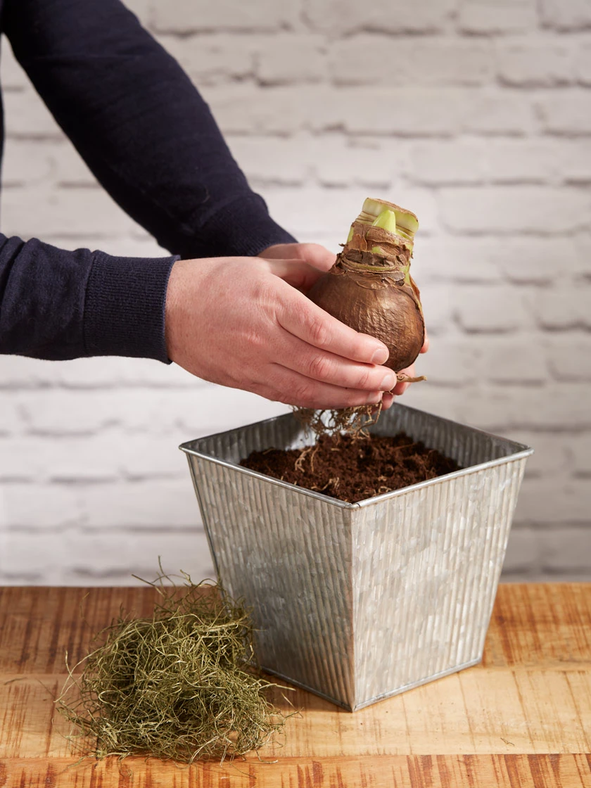 Amaryllis Planting Kit - Image 3