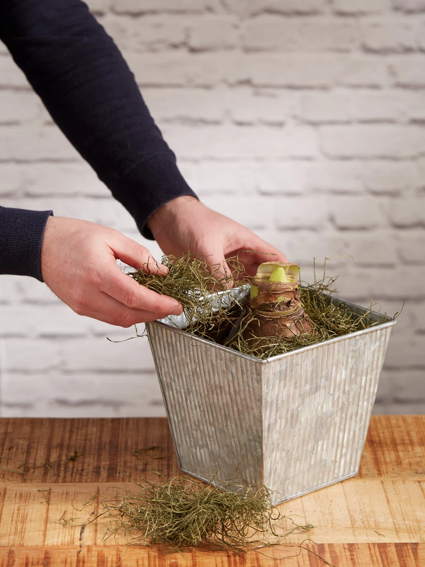 Amaryllis Planting Kit - Image 4