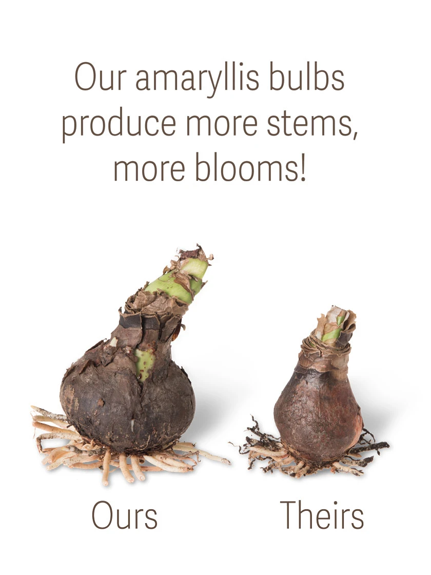 Amaryllis Planting Kit - Image 2